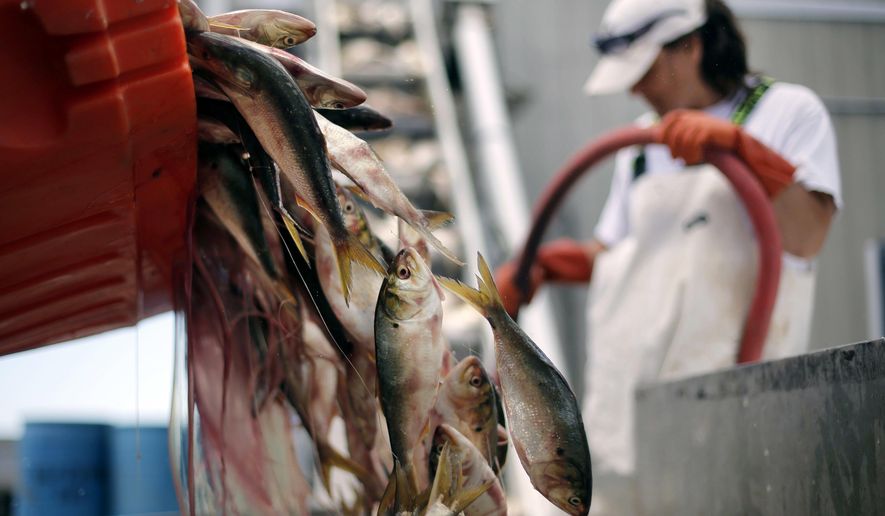 FILE - In this June 20, 2014 file photo, a load of menhaden is dumped onto a conveyer belt to be salted and packaged for lobster bait in Port Clyde, Maine. Interstate regulators are considering altering the way they manage menhaden to better account for its role in the environment, with a key vote planned in November 2017. The fish, known also as pogies, are important for supplements and bait, and are vital for the ocean's food web. (AP Photo/Robert F. Bukaty, File)