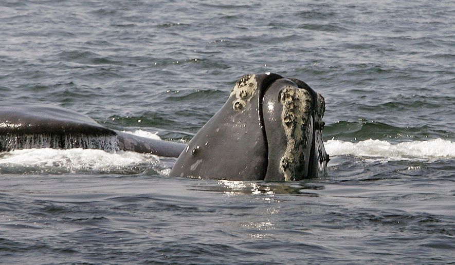 FILE - In this April 10, 2008 file photo, a North Atlantic right whale peers up from the water as another whale passes behind in Cape Cod Bay near Provincetown, Mass. Federal ocean regulators are recommending in an October 2017 report that the North Atlantic right whale remain listed as endangered as the species nears the end of a year of dangerously high mortality. (AP Photo/Stephan Savoia, File)