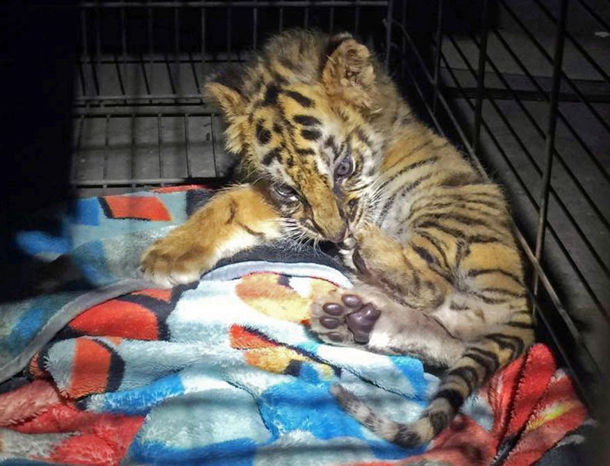 FILE - This Aug. 23, 2017 file photo provided by the U.S. Customs and Border Protection shows a male tiger cub that was confiscated at the U.S. border crossing at Otay Mesa southeast of downtown San Diego early Wednesday, Oct. 18, 2017. From a baby tiger cub to monitor lizards and a macaw, authorities say they've seized dozens of animals and filed charges against 16 people as part of the largest wildlife trafficking sweep in Southern California. Federal authorities plan to announce details of what they're calling "Operation Jungle Book" on Friday, Oct. 20. (U.S. Customs and Border Protection via AP, File)