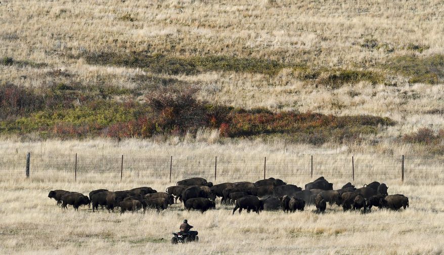 A rider on a four wheeler approaches a group of bison in a holding pasture on the National Bison Range near Moise, Montana, to separate a few at a time to run through the chutes during the annual bison roundup Tuesdat, Oct. 17, 2017. Range managers ran some 350 bison through a series of chutes to check the animals for general health and to implant eletronic identifying chips in the first-year calves.(Kurt Wilson/The Missoulian via AP)