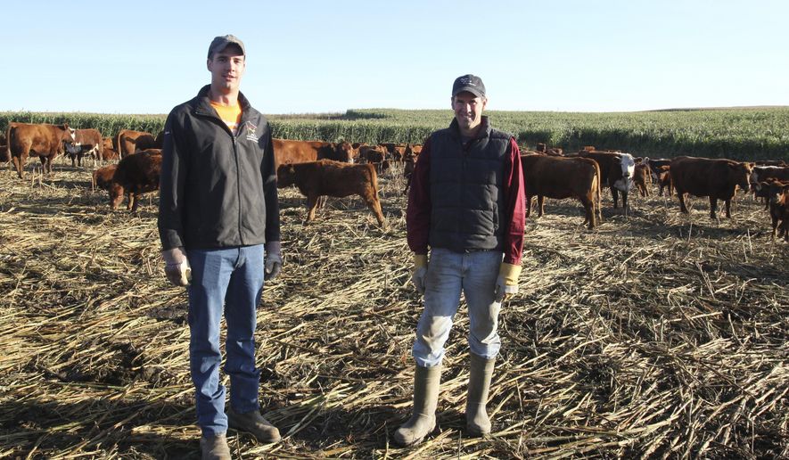 In this undated photo, Jared Luhman, left, and his father, Jon Luhman, stand in a field of sorghum where they graze their cattle northwest of Goodhue, Minn. The Luhmans use the cattle and sorghum as part of a soil health management process to build up the organic matter in their soil. (Brian Todd/The Rochester Post-Bulletin via AP)