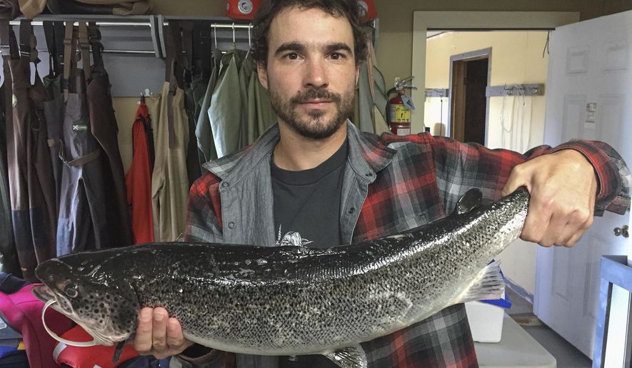 In an Oct. 5, 2017, photo provided by the Atlantic Salmon Federation, biologist Eric Brunsdon holds an aquaculture escapee from the Magaguadavic River. The New Brunswick-based Atlantic Salmon Federation says no wild Atlantic salmon have returned to the key river in New Brunswick, prompting concern for the fish’s population health in the U.S. and eastern Canada. The group says 2017 is the first year since they started monitoring in 1992 that no wild salmon have returned to the river to spawn. (Tom Moffatt/Atlantic Salmon Federation via AP)