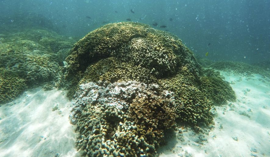 FILE - In this Oct. 26, 2015 file photo, fish swim over a patch of bleached coral in Hawaii's Kaneohe Bay off the island of Oahu. Nearly half of the Hawaii's coral reefs were bleached during heat waves in 2014 and 2015 and fisheries close to shore are declining, a group of scientists told state lawmakers. (AP Photo/Caleb Jones, File)