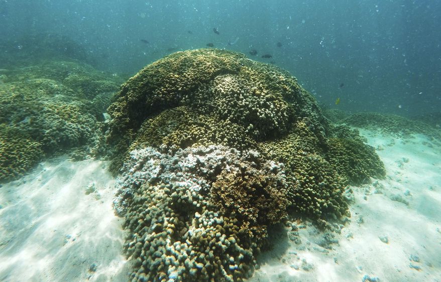 FILE - In this Oct. 26, 2015 file photo, fish swim over a patch of bleached coral in Hawaii's Kaneohe Bay off the island of Oahu. Nearly half of the Hawaii's coral reefs were bleached during heat waves in 2014 and 2015 and fisheries close to shore are declining, a group of scientists told state lawmakers. (AP Photo/Caleb Jones, File)