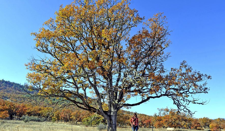 This photo taken Oct. 27, 2017, shows Jamie Stephens, Science Director of Klamath Bird Observatory in Ashland, Ore., walking through an oak savanna at the base of Lower Table Rock. The Observatory is embarking on a strategic plan for oak prairie restoration throughout Southern Oregon. (Jamie Lusch /The Medford Mail Tribune via AP)
