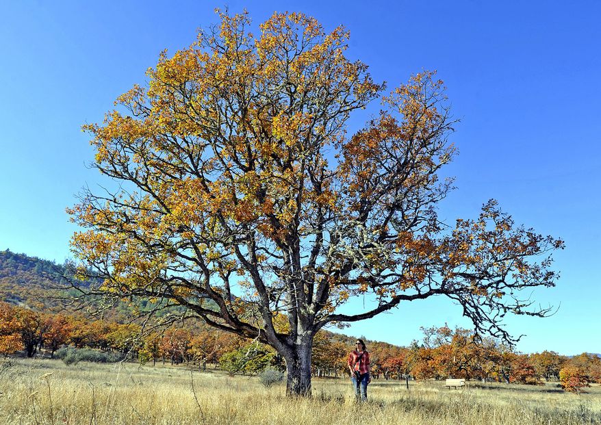 This photo taken Oct. 27, 2017, shows Jamie Stephens, Science Director of Klamath Bird Observatory in Ashland, Ore., walking through an oak savanna at the base of Lower Table Rock. The Observatory is embarking on a strategic plan for oak prairie restoration throughout Southern Oregon. (Jamie Lusch /The Medford Mail Tribune via AP)