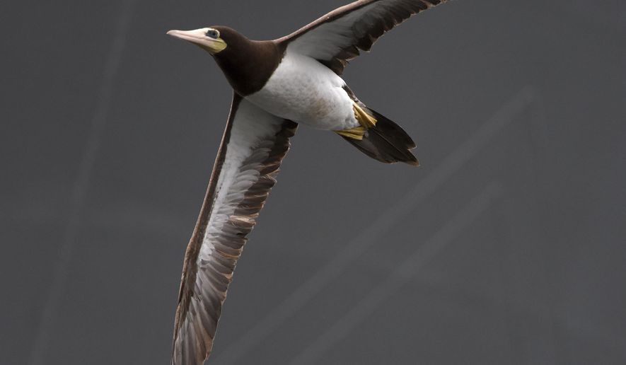 FILE - In this Sept. 22, 2015, file photo, a brown booby flies between the ships Denebola and Antares in Baltimore's Inner Harbor. Brown boobies are nesting for the first time in California's Channel Islands National Park, announced Tuesday, Nov. 7, 2017. (Jerry Jackson/The Baltimore Sun via AP, File)