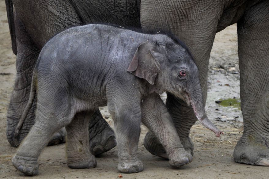The one-day-old male Asian elephant baby, yet unnamed, leans against her mother, Angele in the Budapest Zoo in Budapest, Hungary, Thursday, Nov. 9, 2017. (AP Photo/MTI, Attila Kovacs)