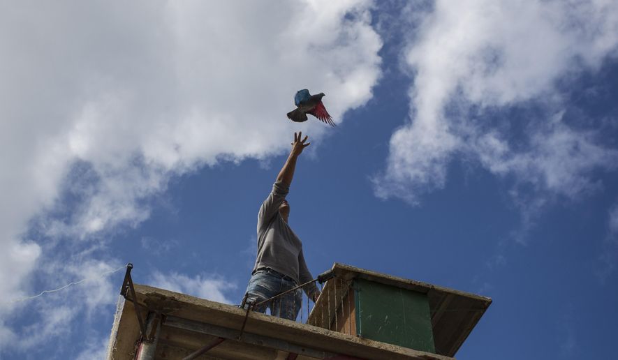 In this Saturday, Nov. 4, 2017 photo, pigeon breeder Eduardo Montufar lets loose his pigeon named The Mexican, whose wings were dyed red and blue, from his home's roof in Havana, Cuba. Contesting breeders release their birds to see who can out-fly and out-maneuver their rivals and win over females. (AP Photo/Desmond Boylan)