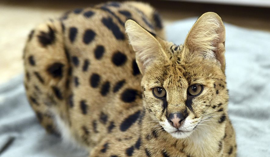 This Nov. 7, 2017, file photo shows a serval rescued from the streets of Reading, Pa., by the Animal Rescue League of Berks County. A serval that had escaped (not pictured) a month ago from his owner&#x27;s Decatur, Illinois, apartment was recaptured. (Tim Leedy/Reading Eagle via AP)