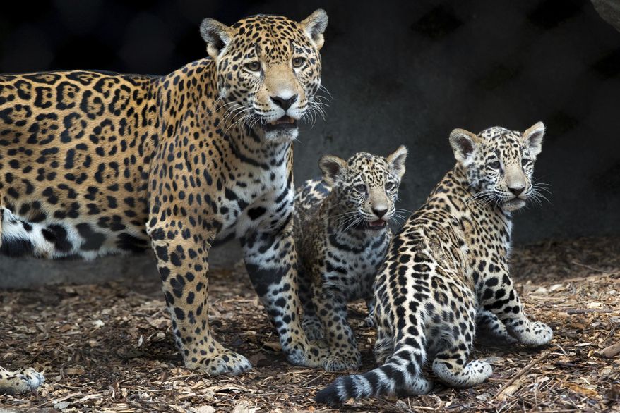 In this Nov. 9, 2017 photo provided by the Houston Zoo, jaguar cubs Emma, middle, and Fitz, right, are shown with their mother Maya at the zoo in Houston. The nearly 4-month-old male and female cats made their first public appearances Thursday and they're the first jaguars born at the zoo in a dozen years. A Houston Zoo statement says the jaguar siblings have spent the past few months behind-the-scenes bonding with their mother. (Houston Zoo via AP)