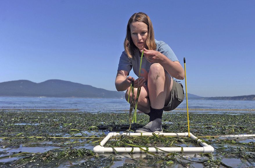 In this Tuesday, July 25, 2017 photo, Cornell University masters student Morgan Eisenlord takes samples of eelgrass from the beach during low tide east of the Washington State ferry terminal in Anacortes, Wash. She is conducting studies of eelgrass wasting in Puget Sound. (Scott Terrell/Skagit Valley Herald via AP)