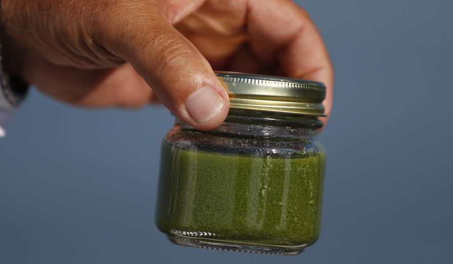 ADVANCE FOR USE THURSDAY, NOV. 16, 2017 AND THEREAFTER-Charter boat captain Dave Spangler holds a sample of algae from Maumee Bay in Lake Erie in Oregon, Ohio, on Friday, Sept. 15, 2017. Scientists estimate about 85 percent of the Maumee’s phosphorus, which promotes algal growth, comes from croplands and livestock operations. (AP Photo/Paul Sancya)