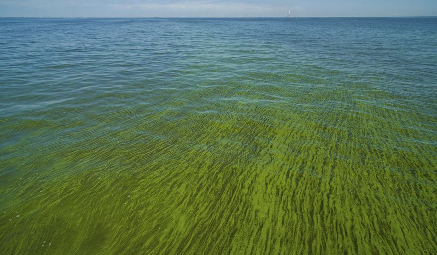 ADVANCE FOR USE THURSDAY, NOV. 16, 2017 AND THEREAFTER-In this Sept. 3, 2017 photo, algae covers the surface of Maumee River at the mouth of Lake Erie in Toledo, Ohio. The type of phosphorus fueling the algae outbreak has doubled in western Lake Erie tributaries since the Environmental Quality Incentives Program started in the mid-1990s, according to research scientist Laura Johnson of Ohio’s Heidelberg University. Scientists estimate about 85 percent of the Maumee’s phosphorus comes from croplands and livestock operations. (DroneBase via AP)