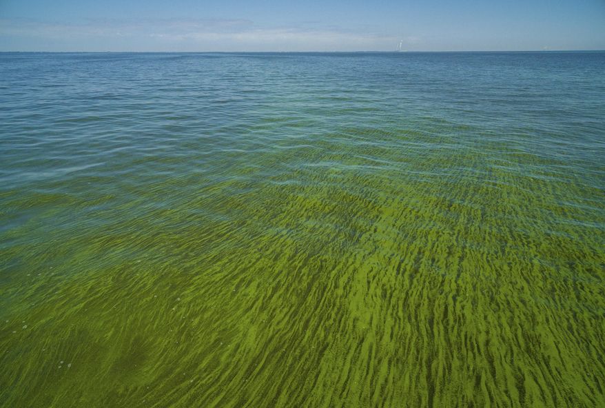ADVANCE FOR USE THURSDAY, NOV. 16, 2017 AND THEREAFTER-In this Sept. 3, 2017 photo, algae covers the surface of Maumee River at the mouth of Lake Erie in Toledo, Ohio. The type of phosphorus fueling the algae outbreak has doubled in western Lake Erie tributaries since the Environmental Quality Incentives Program started in the mid-1990s, according to research scientist Laura Johnson of Ohio’s Heidelberg University. Scientists estimate about 85 percent of the Maumee’s phosphorus comes from croplands and livestock operations. (DroneBase via AP)