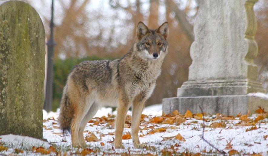 In this 2008 photo provided by Josh Harrison, a coyote stands in Mount Auburn Cemetery in Cambridge, Mass. Coyotes have lived in the East since the 1930s, and recent genetic tests have shown they are actually a mixture of coyote, wolf and dog. And scientists say they might be getting genetically closer to wolves, helping them become better predators and thrive in urban areas including New York City and Cape Cod, Massachusetts, and the woods of Maine. (Josh Harrison via AP)