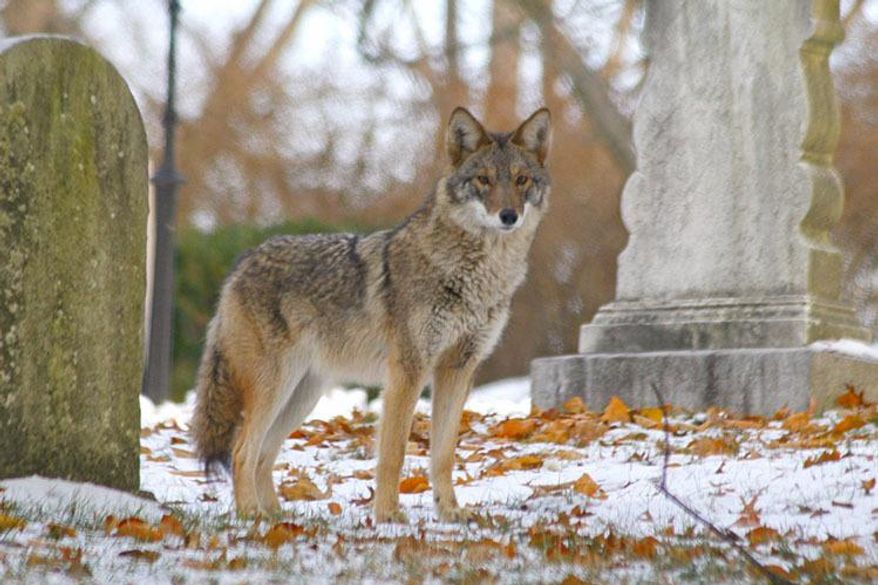 In this 2008 photo provided by Josh Harrison, a coyote stands in Mount Auburn Cemetery in Cambridge, Mass. Coyotes have lived in the East since the 1930s, and recent genetic tests have shown they are actually a mixture of coyote, wolf and dog. And scientists say they might be getting genetically closer to wolves, helping them become better predators and thrive in urban areas including New York City and Cape Cod, Massachusetts, and the woods of Maine. (Josh Harrison via AP)