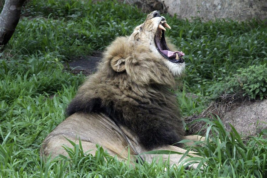 This January 2013 file photo shows a lion yawning near the National Parks sanctuary in Zimbabwe. A month before the Trump administration sparked outrage by reversing a ban on body parts from threatened African elephants, federal officials quietly loosened restrictions on the importation of heads and hides of lions shot for sport. The U.S. Fish and Wildlife Service began issuing permits on Oct. 20 for lions killed in Zimbabwe and Zambia between 2016 and 2018. Previously, only wild lions killed in South Africa were eligible to be imported. (AP Photo/Tsvangirayi Mukwazhi, File)