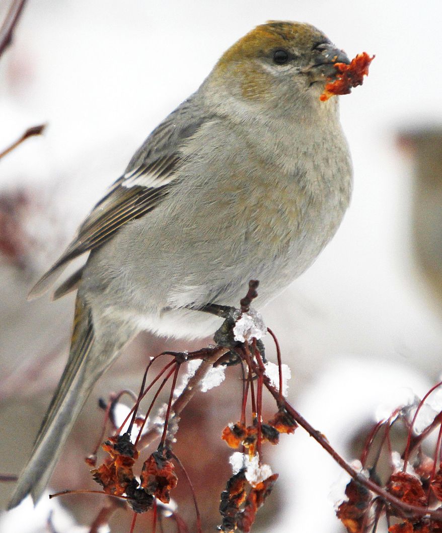 FILE - In this Dec. 18, 2012 file photo, a pine grosbeak chews on a berry in a tree in Montpelier, Vt. Northern New England wildlife is enjoying a record Thanksgiving bounty of nuts and berries in 2017, fattening every species that depend on them. (AP Photo/Toby Talbot, File)