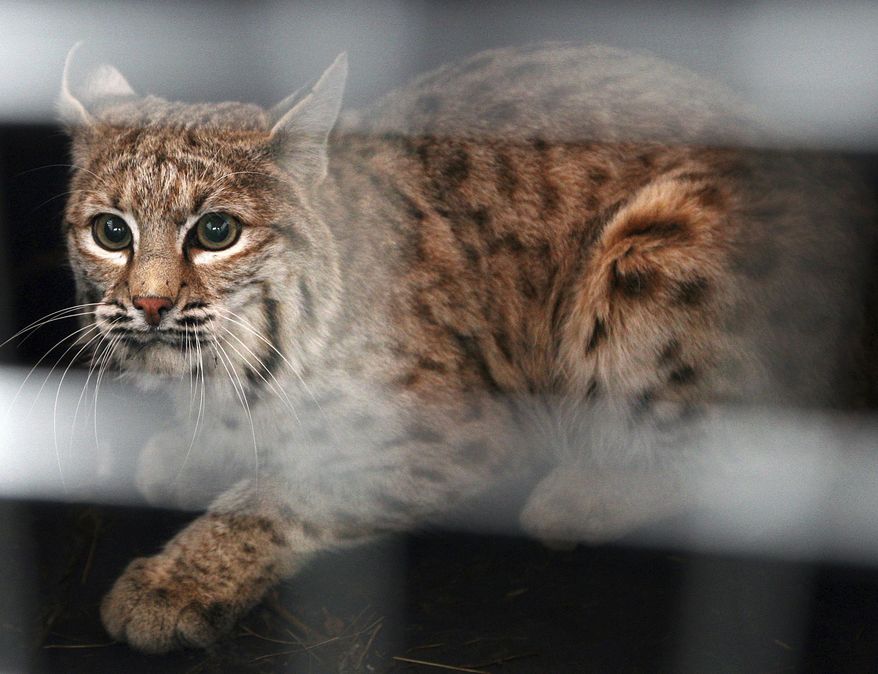 FILE - In this Dec. 7, 2007 file photo, a bobcat trapped in a snare at the Billings, Mont., airport looks out of his crate before being released east of Shepherd, Mont. Fur trappers are asking a federal judge to throw out a lawsuit from wildlife advocates who want to block the export of bobcat and gray wolf pelts from the United States. (AP Photo/Billings Gazette, Casey Riffe, File)