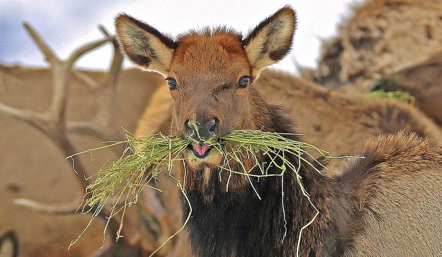 FILE - In this Jan. 18, 2017, file photo provided by the Oregon Department of Fish and Wildlife, elk feed at the Wenaha Wildlife Area near Troy, Ore. Wildlife managers in some western states cut back hunting this fall in areas where big game herds suffered above-normal losses during the 2016-17 winter. (Keith Kohl/ Oregon Department of Fish and Wildlife via AP, File)