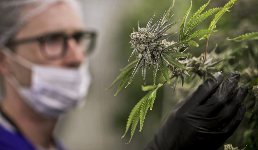 FILE - In this June 28, 2017, file photo, a worker looks at a marijuana plant at the Desert Grown Farms cultivation facility in Las Vegas. Twenty-eight states plus the District of Columbia have enabled the use of marijuana to treat PTSD, and the number has doubled just in the last two years amid increasingly visible advocacy from veterans' groups. (AP Photo/John Locher, File)