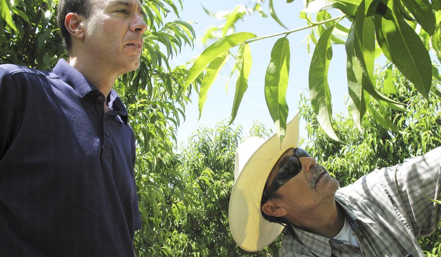 FILE - In this April 29, 2014 file photo, Dan Gerawan, owner of Gerawan Farming, Inc., left, talks with crew boss Jose Cabello in a nectarine orchard near Sanger, Calif. The California Supreme Court is expected to decide Monday, Nov. 27, 2017, whether a law allowing the state to order unions and farming companies to reach binding contracts is unconstitutional. “This is literally government stepping in and determining the wages and working conditions of a business and enforcing it on the employer and employees without any say whatsoever,” said Gerawan. (AP Photo/Scott Smith, File)
