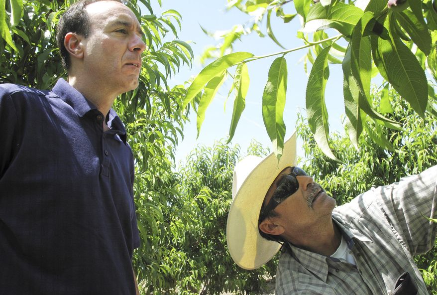 FILE - In this April 29, 2014 file photo, Dan Gerawan, owner of Gerawan Farming, Inc., left, talks with crew boss Jose Cabello in a nectarine orchard near Sanger, Calif. The California Supreme Court is expected to decide Monday, Nov. 27, 2017, whether a law allowing the state to order unions and farming companies to reach binding contracts is unconstitutional. “This is literally government stepping in and determining the wages and working conditions of a business and enforcing it on the employer and employees without any say whatsoever,” said Gerawan. (AP Photo/Scott Smith, File)