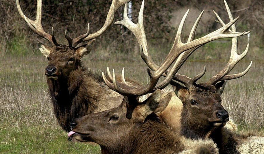 FILE - In a March 8, 2001 file photo, a herd of elk are seen off U.S. Highway 101 near Orick, Calif. California&#39;s elk population is on the rebound after nearly vanishing and now the state is proposing a new management plan for the animals. (AP Photo/Ben Margot, file)