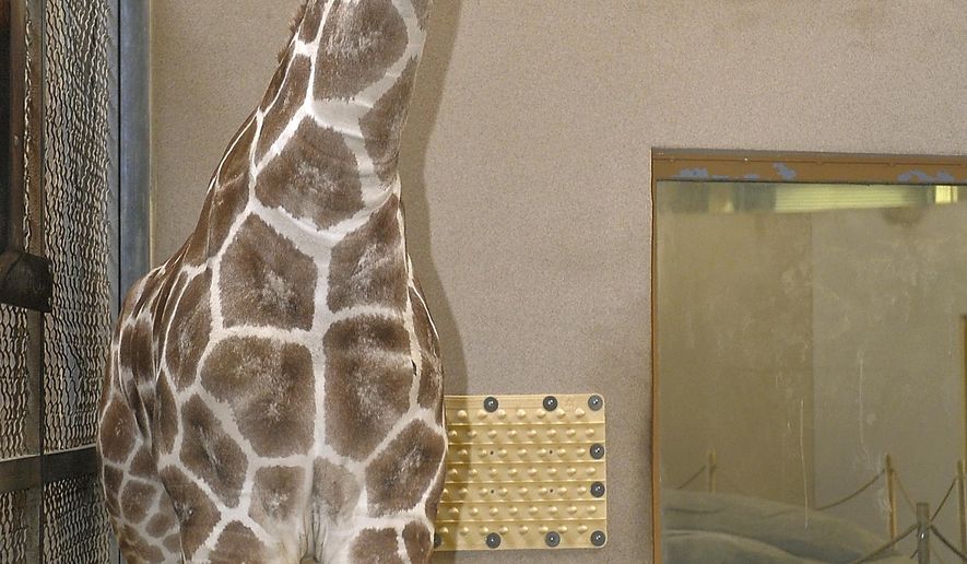 This Nov. 24, 2013 photo provided by the Maryland Zoo in Baltimore shows Juma. The 5-year-old female giraffe died from an undetermined illness, according to a Wednesday, Nov. 29, 2017, statement from The Maryland Zoo. (Jeffrey F. Bill/Maryland Zoo in Baltimore via AP)