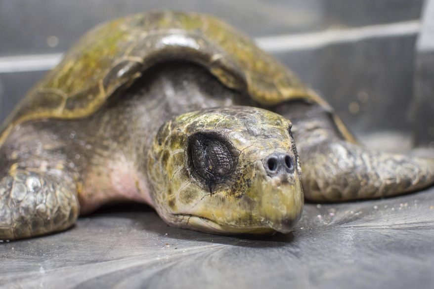 In this Nov. 23, 2017, photo provided by the Oregon Coast Aquarium, a rescued olive ridley sea turtle rests at the aquarium in Newport, Ore. An Oregon couple rescued the endangered turtle from a Washington state beach over the Thanksgiving weekend. (Oregon Coast Aquarium via AP)