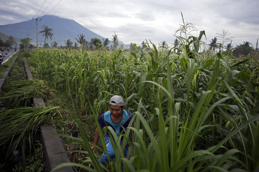 A villager cuts grass to feed his cows with a backdrop of the Mount Agung erupting in Karangasem, Bali, Indonesia, Saturday, Dec. 2, 2017. Authorities have told tens of thousands of people to leave an area extending 10 kilometers (6 miles) from the volcano as it belches volcanic materials into the air. Mount Agung's last major eruption in 1963 killed about 1,100 people. (AP Photo/Firdia Lisnawati)