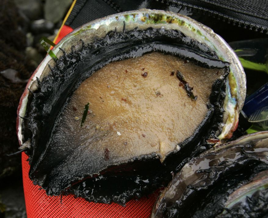 FILE - In this April 21, 2007 file photo, an abalone picked by a diver is seen on its back in Fort Ross, Calif. California wildlife officials are recommending the 2018 season for red abalone fishing be shut down due to concerns about declining populations. The California Department of Fish and Wildlife made the recommendation after a survey revealed 37 percent of all abalone recorded were dead. A final decision will be made Thursday, Dec. 7, 2017, at a meeting in San Diego. (AP Photo/Ben Margot, File)