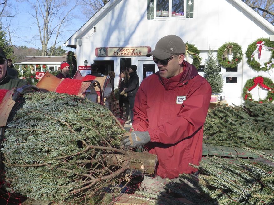 In this Saturday, Nov. 25, 2017 John Krueger, one of the owners of Krueger's Christmas Tree Farm, moves a tree, in Lake Elmo, Minn. (Peter Cox/Minnesota Public Radio via AP)