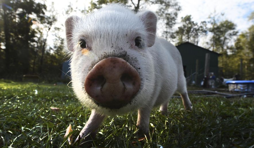 In a Nov. 20, 2017 photo, Templeton the pig roams at Cozy Critters Farm near Sour Lake, Texas. Rural animals continue to face issues of parasites, bacteria and trauma from Hurricane Harvey. (Guiseppe Barranco/The Beaumont Enterprise via AP)