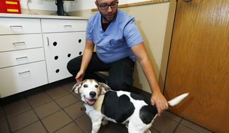 In this Monday, Oct. 30, 2017, photo, Luke Byerly tends to his 14-year-old beagle, Robbie, during a break at Byerly&#x27;s job as a technician at a veterinary clinic in east Denver. Byerly is using CBD, a non-psychoactive component of marijuana, oil to treat the dog&#x27;s arthritis. (AP Photo/David Zalubowski)