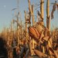 A corn field is seen near Schyler, Neb., in this Nov. 30, 2017. The federal Drug Enforcement Administration announced on June 7, 2018 it would open an Omaha field office to help combat the opiod epidemic in Nebraska and neighboring plains states. (AP Photo/Nati Harnik)
