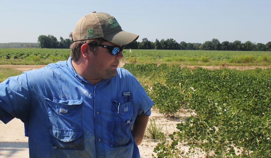 FILE - In this Tuesday, July 11, 2017, file photo, East Arkansas soybean farmer Reed Storey looks at his field in Marvell, Ark. Storey said half of his soybean crop has shown damage from dicamba, an herbicide that has drifted onto unprotected fields and spawned hundreds of complaints from farmers. Minnesota has announced restrictions on the use of the herbicide dicamba for 2018 in response to complaints by soybean growers across the country that it harmed their crops this year. The Minnesota Department of Agriculture on Tuesday, Dec. 12, 2017 set a June 20 cut-off date for applying the herbicide. (AP Photo/Andrew DeMillo, File)