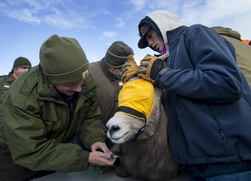 In this Monday, Dec. 4, 2017 photo, Kylie Sinclair, wildlife disease lab. technician based out of Laramie, draws blood from a ewe as Powell High School student Matt Jones holds the bighorn sheep steady while the Wyoming Game and Fish Department work to capture bighorn sheep from the Devil's Canyon herd at the Bighorn Canyon National Recreation Area, near Lovell, Wyo., to be moved to a struggling herd in the Ferris Mountains. (Mark Davis/The Powell Tribune via AP)