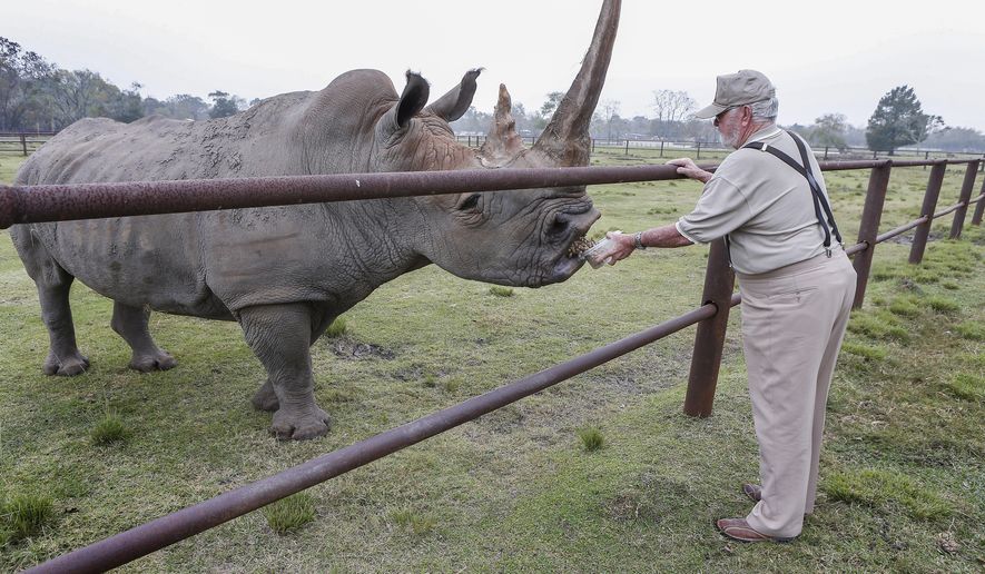 Clint Wolston, owner of Bayou Wildlife Zoo, feeds &amp;quot;Pee Wee&amp;quot; a white rhino,  Wednesday, Nov. 29, 2017, in Galveston County, Texas.  Owned and operated by Wolston since 1985, the zoo is currently for sale for the princely sum of $6 million. (Steve Gonzales/Houston Chronicle via AP)