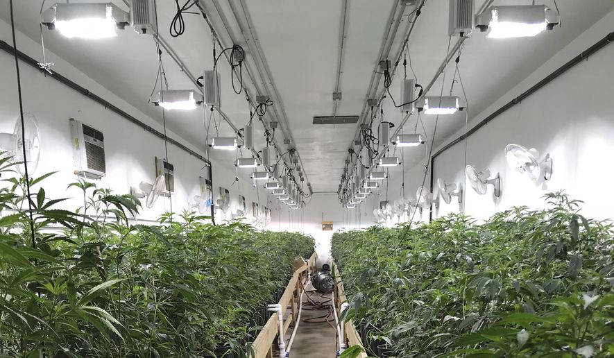 Some growers like their facilities brighter than an operating room, says one leader of an effort to incentivize weed producers to cut their power use. (Associated Press/File)
