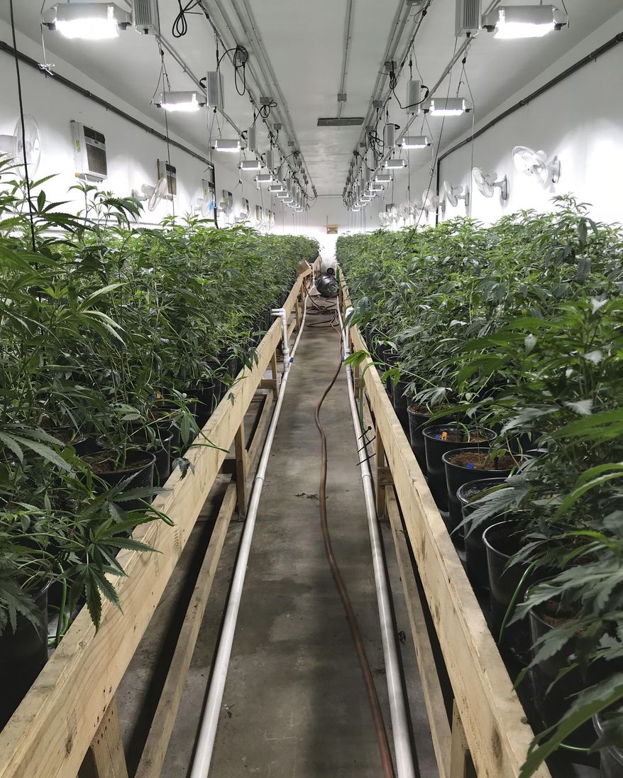 Some growers like their facilities brighter than an operating room, says one leader of an effort to incentivize weed producers to cut their power use. (Associated Press/File)