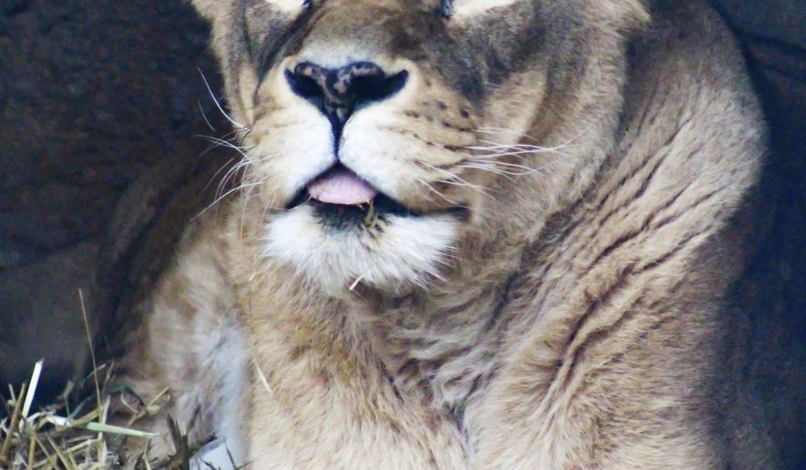 In this undated photo provided by the The Rosamond Gifford Zoo, a female African Lion named Kierha is shown in her living space at the zoo in Syracuse, N.Y. Kierha, who lived most of her nearly 18 years at the upstate New York zoo, died on Sunday, Dec. 17, 2017. The zoo says the cause of death hasn't been determined, but Kierha had recently been anesthetized for examination and testing "after showing signs of health issues common to elderly female felines." (Hilary Weissbard/Rosamond Gifford Zoo via AP)