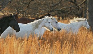 In this Wednesday, Dec. 13, 2017 photo, wild horses run through the tall grass at the Mowdy Ranch Ecosanctuary near Coalgate, Okla.  The ranch houses 150 mares under the protection of the Bureau of Land Management. Tours to see the horses are available to help educate the public about the country&#39;s wild horses and spark interest in the Bureau of Land Management wild horse adoption program. (AP Photo/Sue Ogrocki)