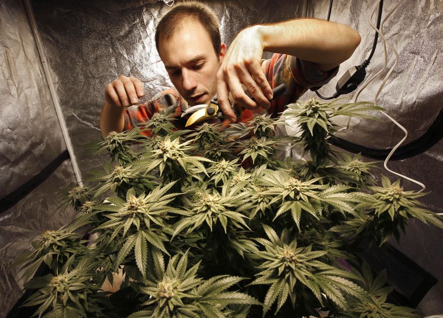 In this Wednesday, Dec. 13, 2017 photo, James MacWilliams prunes a marijuana plant that he is growing indoors in Portland, Maine. “I figure, I’ve got all this pot, I might as well just give it away for Christmas,” said MacWilliams, who started growing weed when it became legal and is giving away fancy jars of his stash this year. “I told my friends, you’re all getting a little bit of pot for Christmas.” (AP Photo/Robert F. Bukaty)