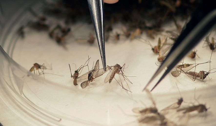 In this Feb. 11, 2016, file photo, Dallas County Mosquito Lab microbiologist Spencer Lockwood sorts mosquitoes collected in a trap in Hutchins, Texas, that had been set up in Dallas County near the location of a confirmed Zika virus infection. (AP Photo/LM Otero, file)