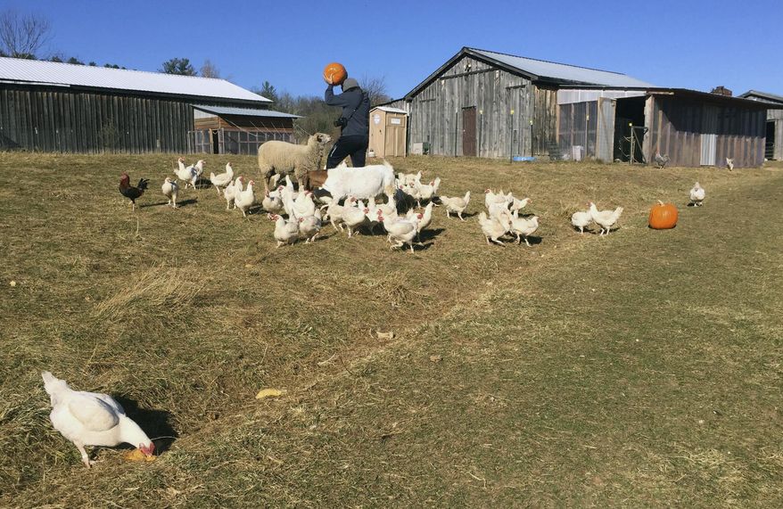 In this undated photo, Johnny Braz, creative director at Indraloka Animal Sanctuary, offers chickens and sheep a taste of pumpkin in Mehoopany, Pa. (Kathleen Bolus/The Times & Tribune via AP)