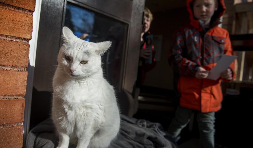 In this undated photo, SLAC cat, formerly named Suki, hangs out at Salt Lake Acting Company in Salt Lake City, Utah. The cat started hanging out there in May 2017. Theater company staff have provided a fixed-up cat house to shelter their adopted pet, a neighbor stray, who regularly appears on show nights. (Leah Hogsten/The Salt Lake Tribune via AP)