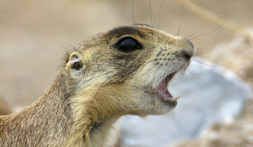 FILE - In this Aug. 6, 2015 file photo, a prairie dog barks at it's new colony after being trucked some 25 miles away from Cedar City, Utah. The U.S. Supreme Court has declined to hear an appeal from Utah property owners challenging endangered-species protections for prairie dogs, but the plaintiffs say the case has nevertheless made a mark as the Trump administration moves to loosen the contested rules. (AP Photo/Rick Bowmer, File)