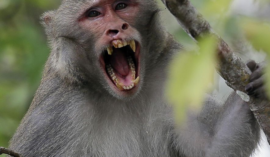 In this Friday, Nov. 10, 2017 photo, a rhesus macaques monkey observes kayakers as they navigate along the Silver River in Silver Springs, Fla. Wildlife managers in Florida say they want to remove the roaming monkeys from the state in light of a new study published Wednesday, Jan. 10, 2018, that finds some of the animals are excreting a virus that can be dangerous to humans. (AP Photo/John Raoux)